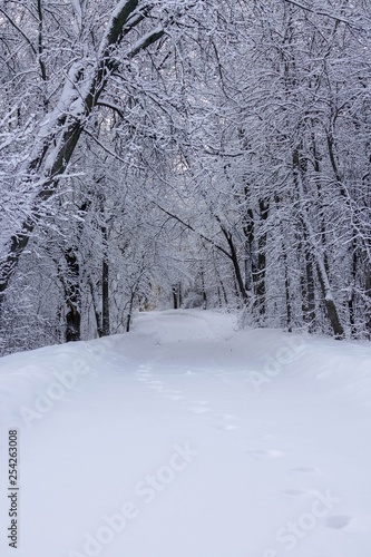 Path through the Woods in Winter © Susan Rydberg