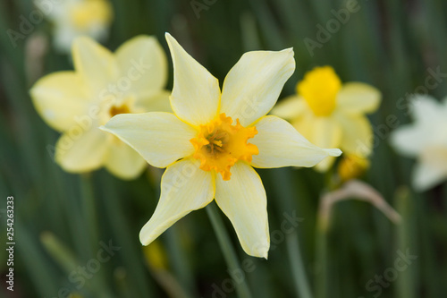 pinwheel daffodil © fgsmiles