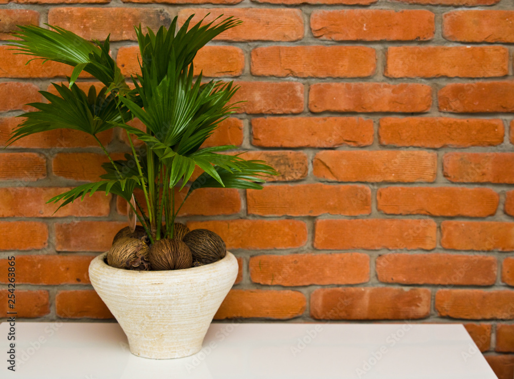 Fan plant houseplant against red brick wall Fan plant houseplant against red brick wall