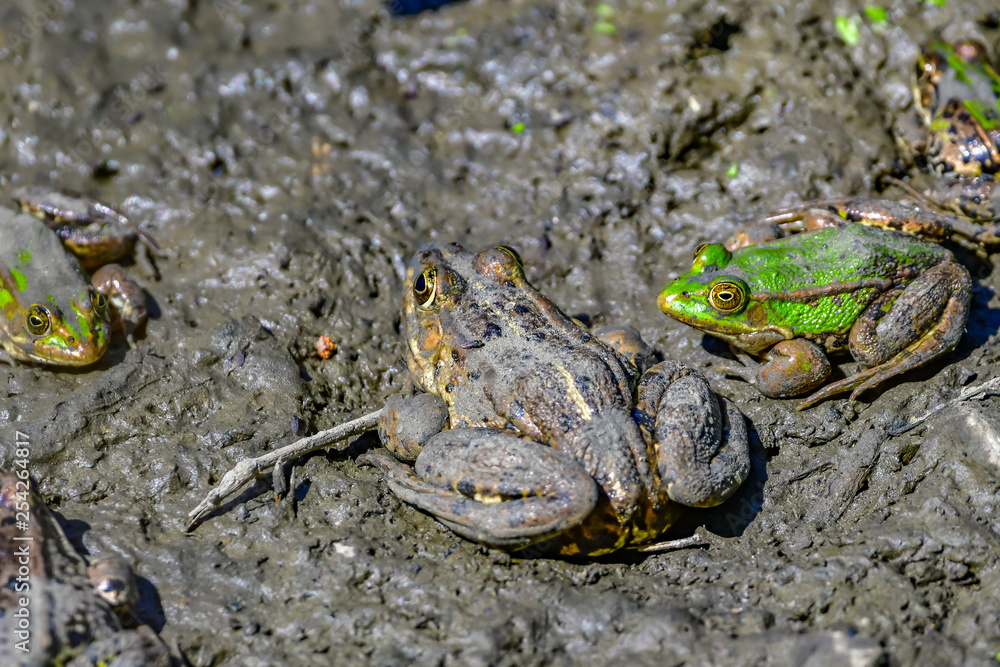 frogs in mud frogs in mud