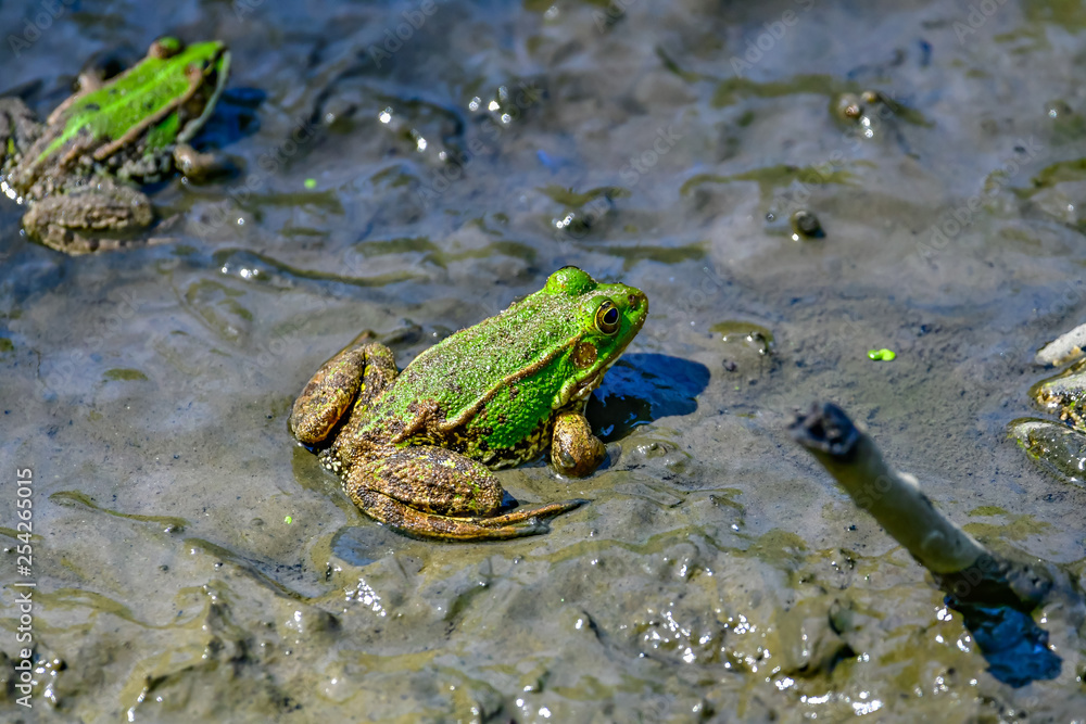Obraz premium frogs in mud