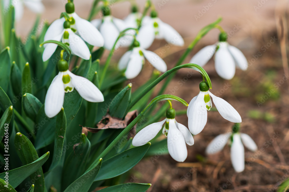 Snowdrops, first spring flower in a sun light. selective focus.