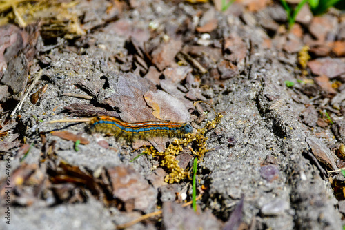 caterpillar on the ground