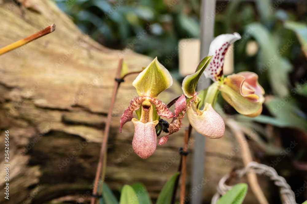 Obraz premium colorful orchid blossom