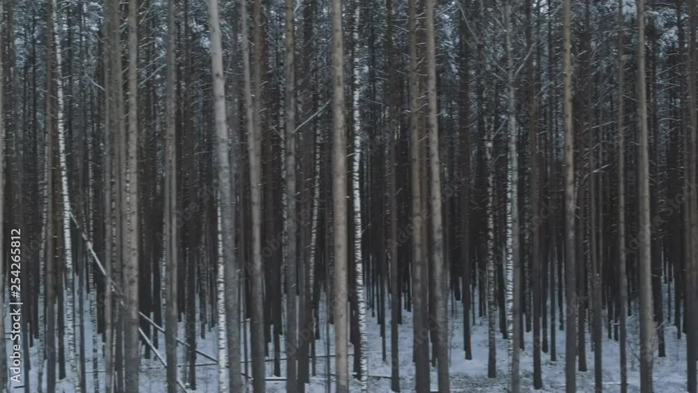 Aerial low altitude side flight in winter pine forest Aerial low altitude side flight in winter pine forest
