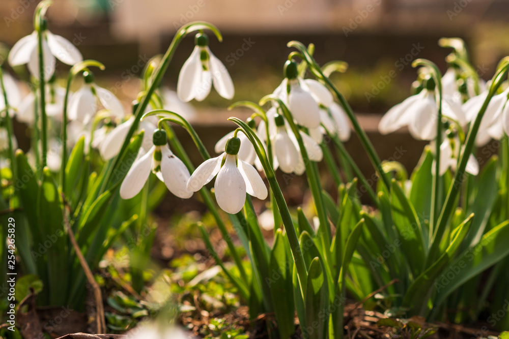 Fototapeta premium Snowdrops, first spring flower in a sun light. selective focus.