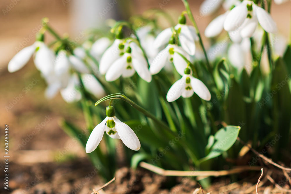 Snowdrops, first spring flower in a sun light. selective focus. Snowdrops, first spring flower in a sun light. selective focus.