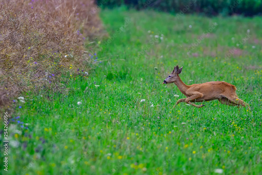 Fototapeta premium deer in the field