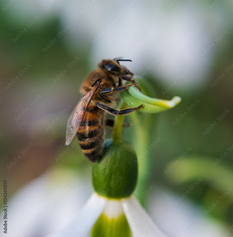 Closeup of a bee on a white snowdrop. Closeup of a bee on a white snowdrop.
