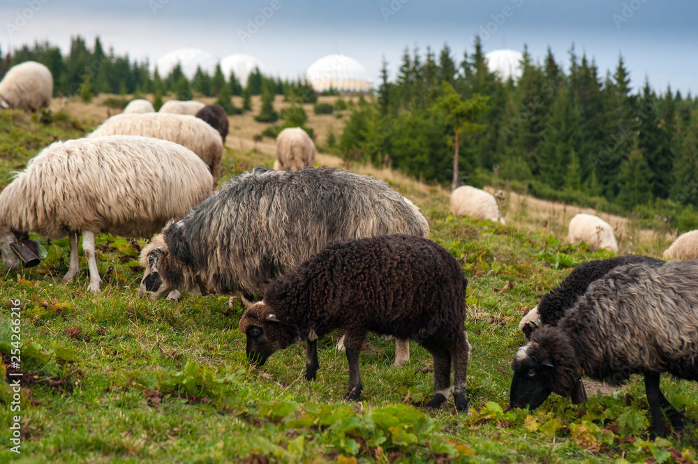 Mountain landscape with herd of sheep graze on green pasture in the mountains. Young white and brown sheep graze on the farm.