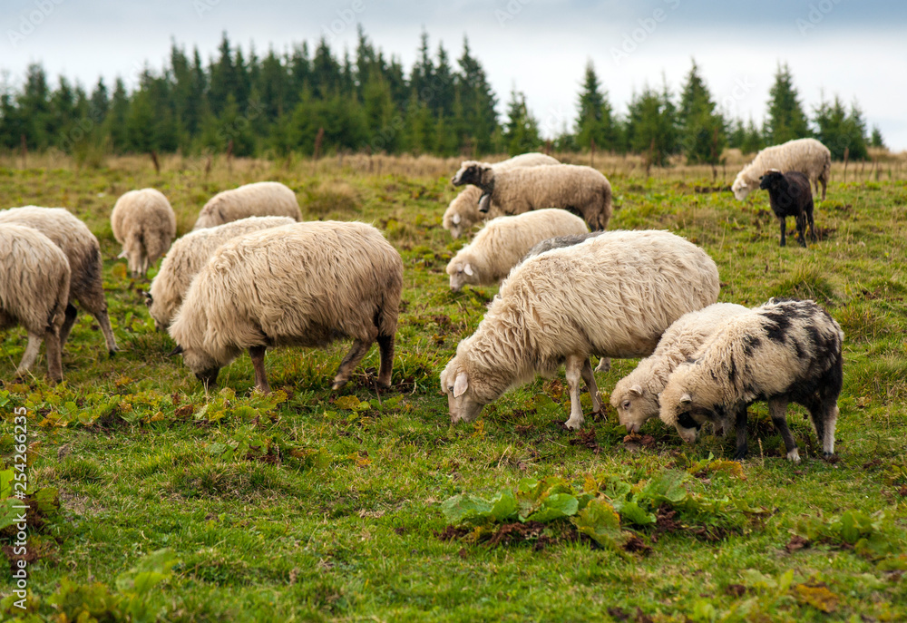 Mountain landscape with herd of sheep graze on green pasture in the mountains. Young white and brown sheep graze on the farm. Mountain landscape with herd of sheep graze on green pasture in the mountains. Young white and brown sheep graze on the farm.