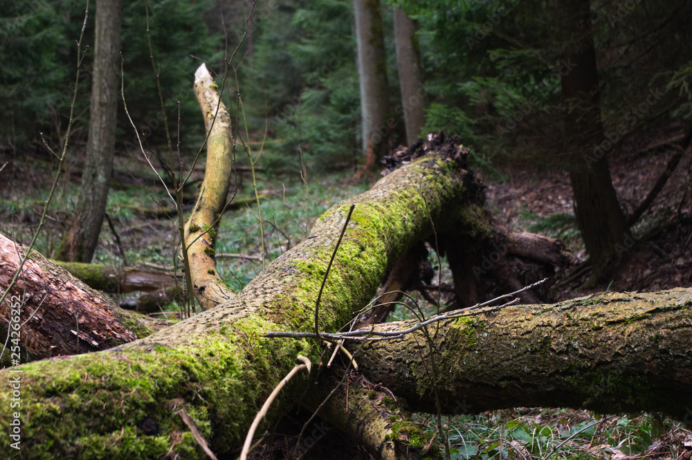 fallen trees in the woods overgrown with moss fallen trees in the woods overgrown with moss