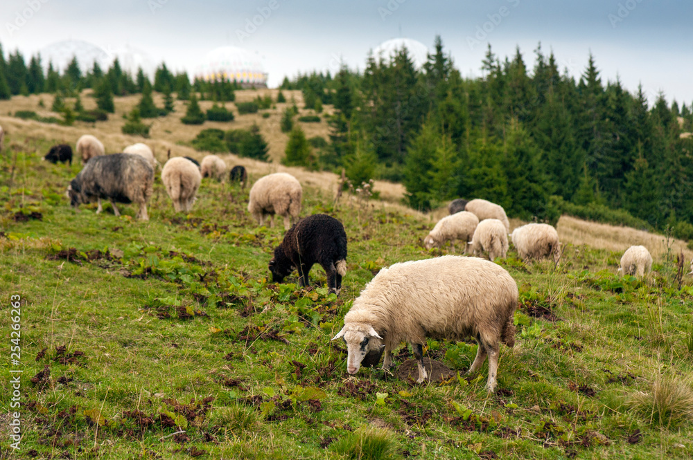 Mountain landscape with herd of sheep graze on green pasture in the mountains. Young white and brown sheep graze on the farm. Mountain landscape with herd of sheep graze on green pasture in the mountains. Young white and brown sheep graze on the farm.
