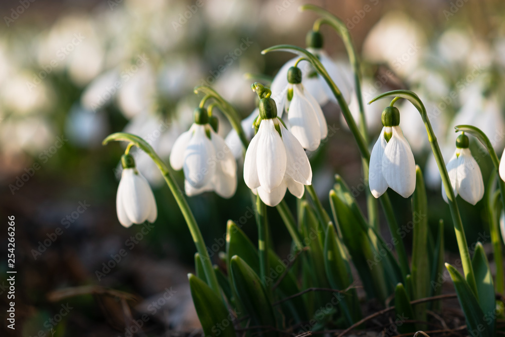Snowdrops, first spring flower in a sun light. selective focus. Snowdrops, first spring flower in a sun light. selective focus.