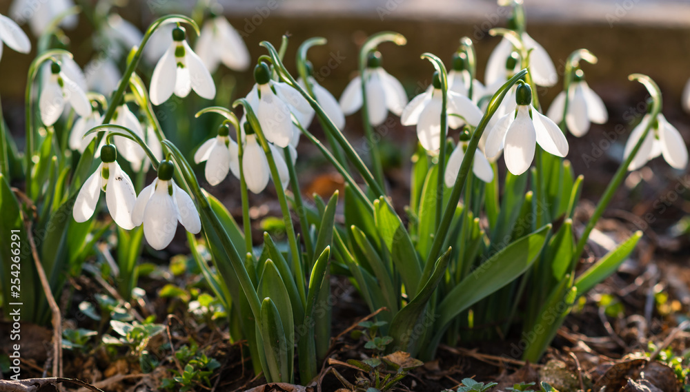 Snowdrops, first spring flower in a sun light. selective focus. Snowdrops, first spring flower in a sun light. selective focus.