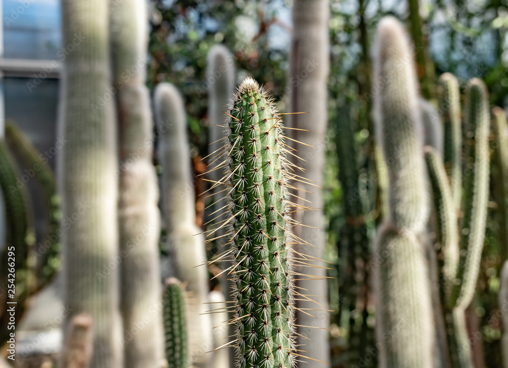 cactus in sunlight cactus in sunlight