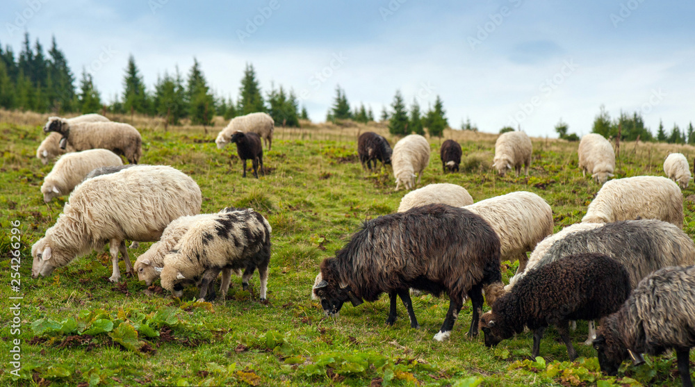 Fototapeta premium Mountain landscape with herd of sheep graze on green pasture in the mountains. Young white and brown sheep graze on the farm.