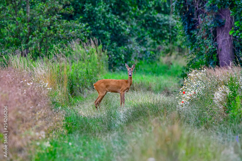 deer in the field © Krzysztof