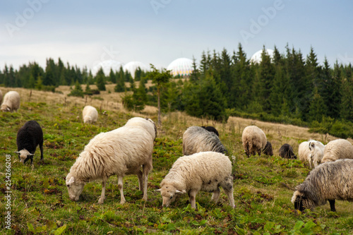 Mountain landscape with herd of sheep graze on green pasture in the mountains. Young white and brown sheep graze on the farm.