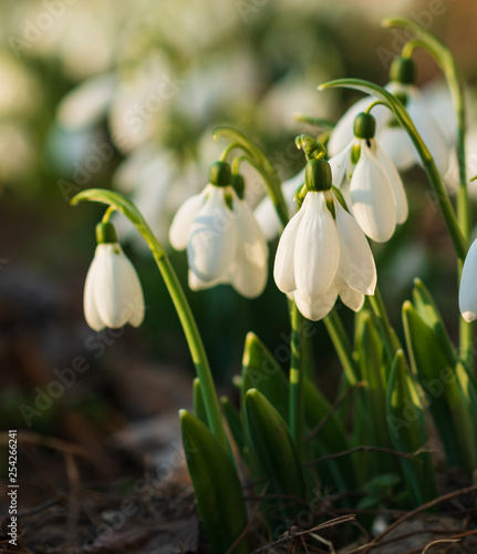 Snowdrops  first spring flower in a sun light. selective focus.