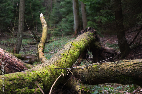 fallen trees in the woods overgrown with moss