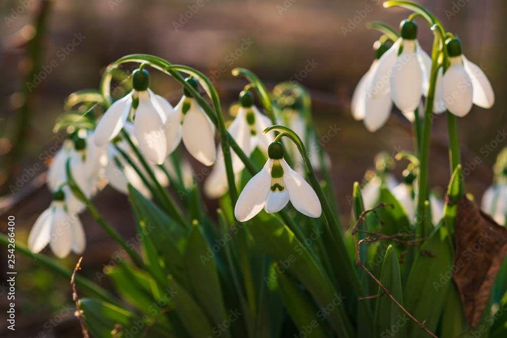 Snowdrops, first spring flower in a sun light. selective focus. Snowdrops, first spring flower in a sun light. selective focus.