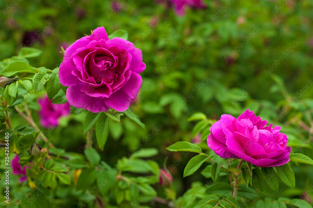 Pink roses with buds on a background of a green bush in the garden. Beautiful pink flowers in the summer garden. Bush of purple roses close up.