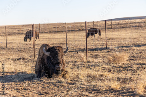 Buffalo in the Rocky Mountain Arsenal Wildlife Refuge, near Denver, Colorado, USA.