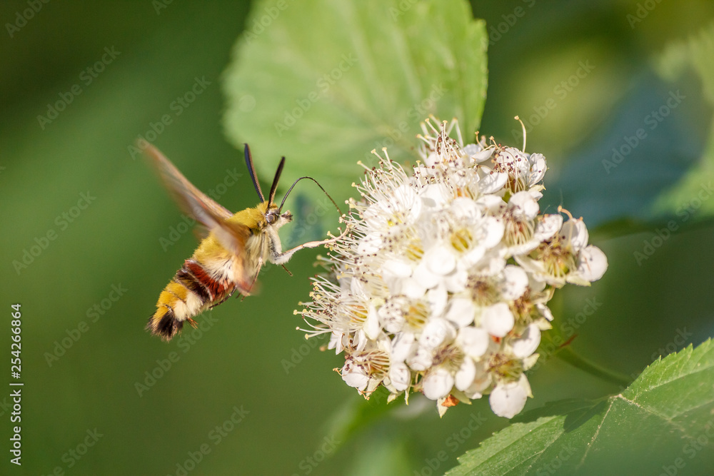 Close-up one hornworm moth-hawk in flight over white flower looking for nectar in summer day with green blur background and soft focus. The concept of macro photography of insects in natural habitat. Close-up one hornworm moth-hawk in flight over white flower looking for nectar in summer day with green blur background and soft focus. The concept of macro photography of insects in natural habitat.