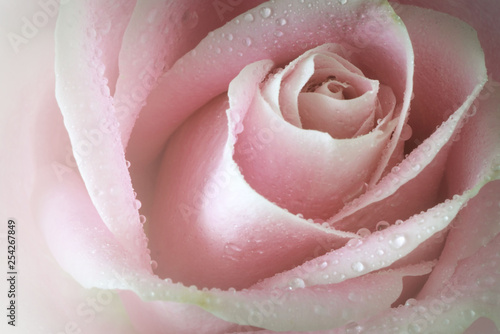 Macro closeup of a single soft pink rose with dewdrops. Vintage filter applied