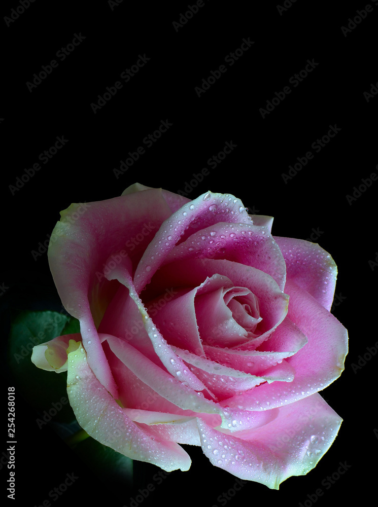 Vertical image of a single pink rose with dewdrops isolated on a black background. Lit from the right side with copy space above Vertical image of a single pink rose with dewdrops isolated on a black background. Lit from the right side with copy space above