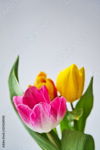 Spring colorful tulips bouquet on white background. Easter and spring greeting card for a International Women s Day.