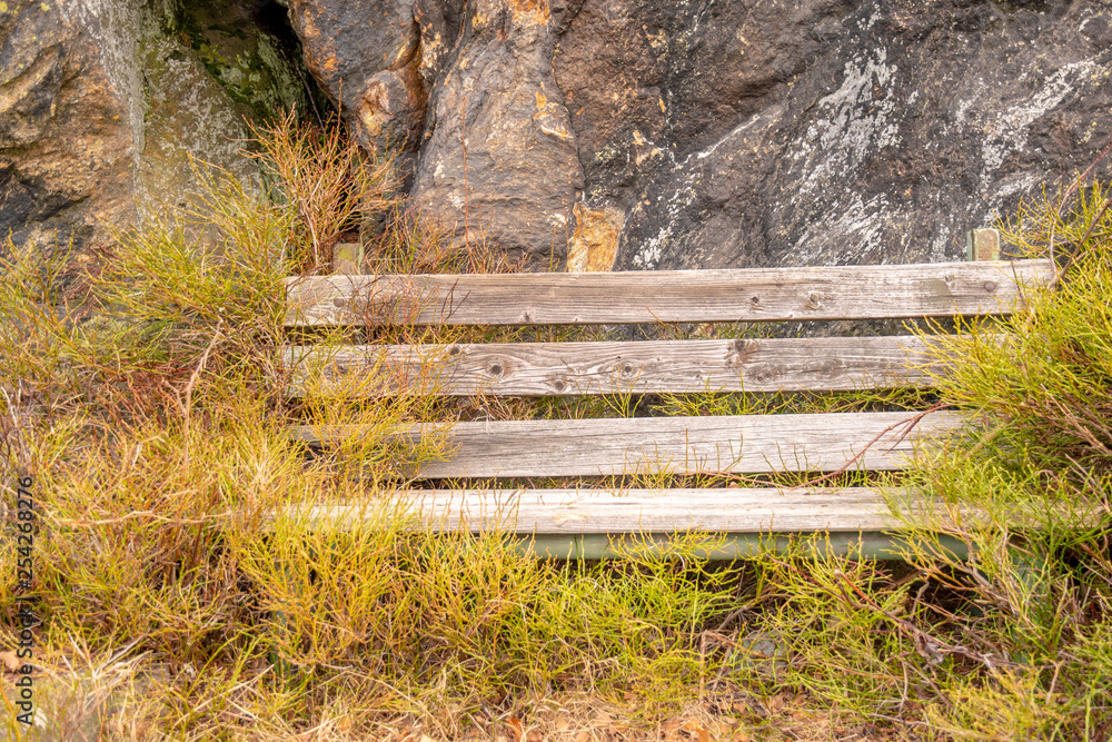 Fototapeta ławka wrastająca z krzakami na skale