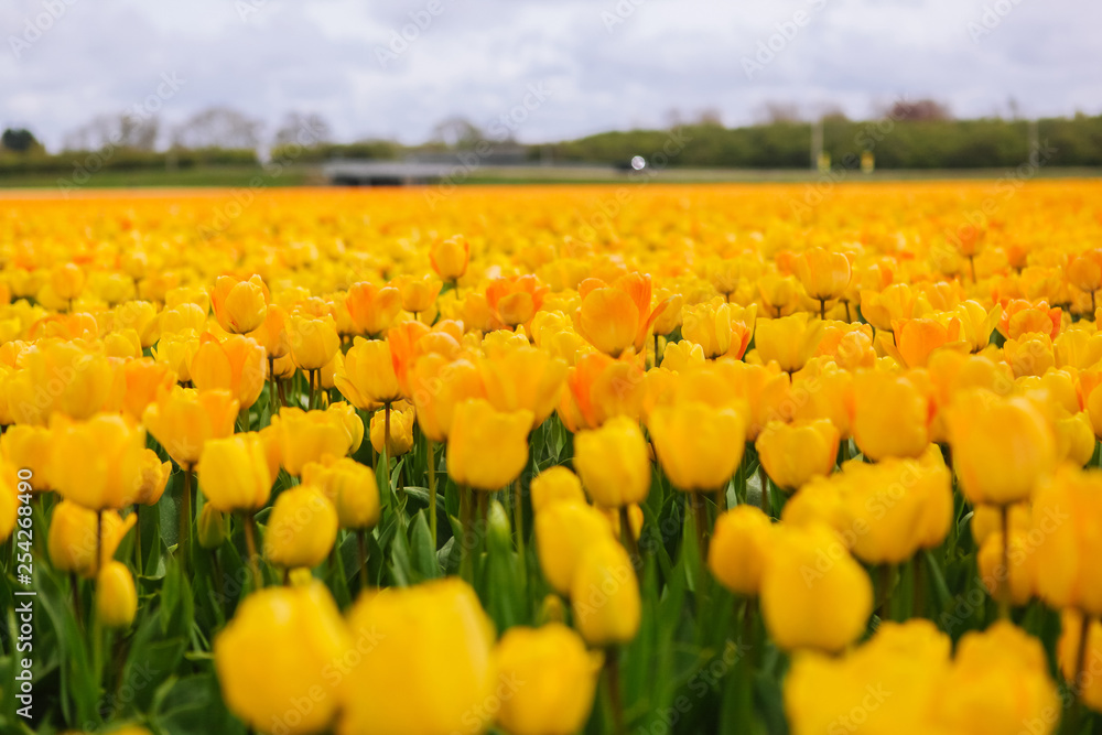 Obraz premium Beautiful field with yellow tulips in the Netherlands in spring. Blossoming tulip fields in a dutch landscape