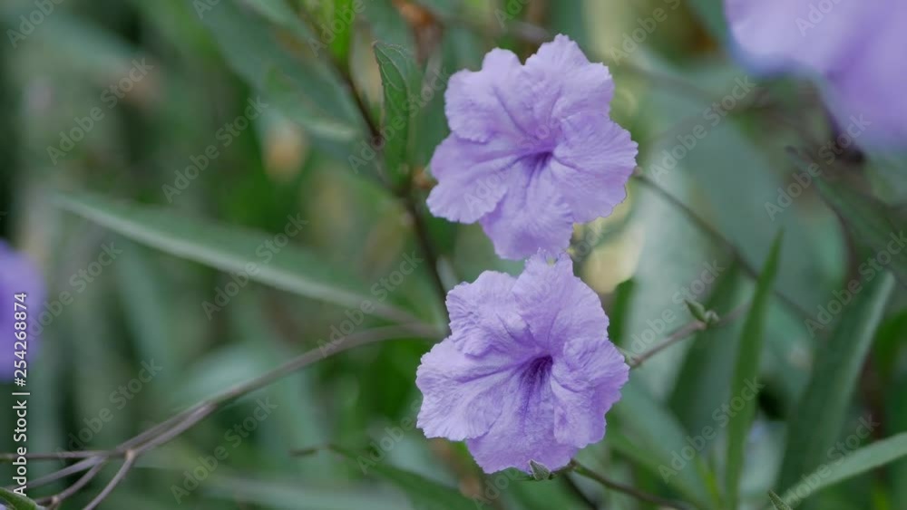 Selective focus of funnel-shaped violet-colored flowers of Ruellia Tuberosa, also known as minnieroot, fever or snapdragon root, and sheep potato, in the afternoon sunlight on a breezy day Selective focus of funnel-shaped violet-colored flowers of Ruellia Tuberosa, also known as minnieroot, fever or snapdragon root, and sheep potato, in the afternoon sunlight on a breezy day
