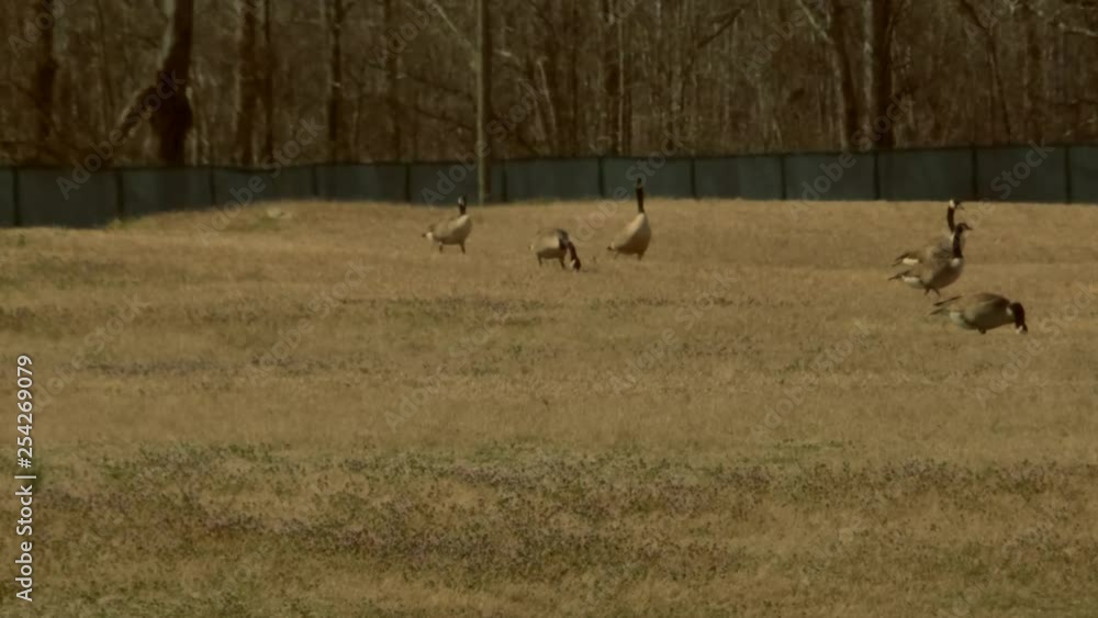 Flock of Geese feeding in winter Flock of Geese feeding in winter
