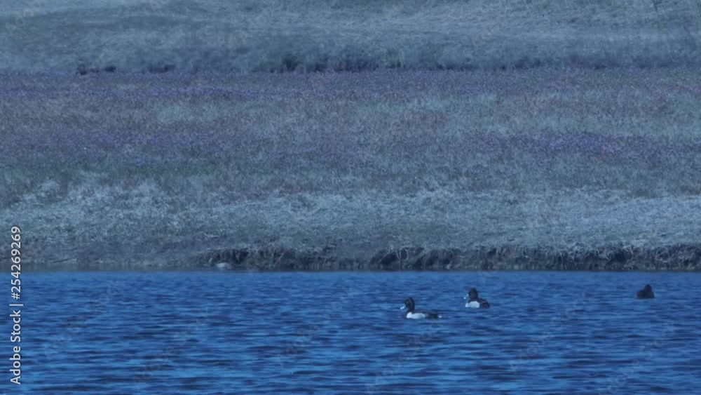 Ducks floating on water rippled lake at lake edge Ducks floating on water rippled lake at lake edge