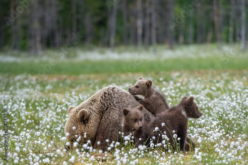 She-bear and bear-cubs of Brown Bear in the forest at summer time among white flowers. Scientific name: Ursus arctos