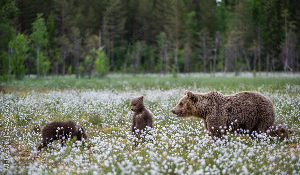 She-bear and bear-cubs of Brown Bear in the forest at summer time among white flowers. Scientific name: Ursus arctos She-bear and bear-cubs of Brown Bear in the forest at summer time among white flowers. Scientific name: Ursus arctos