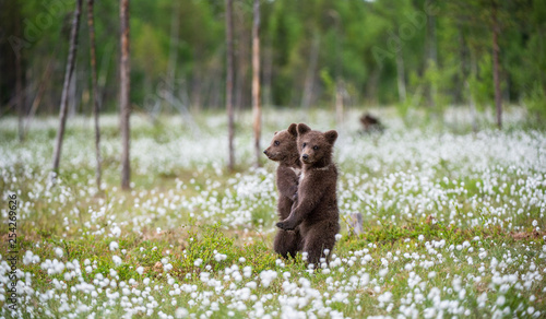 Brown bear cubs playing on the field among white flowers. Bear Cubs stands on its hind legs. Summer season. Scientific name: Ursus arctos.