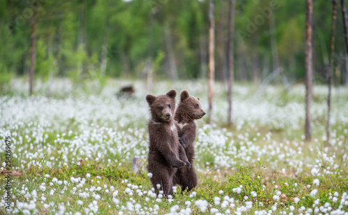 Brown bear cubs playing on the field among white flowers. Bear Cubs stands on its hind legs. Summer season. Scientific name: Ursus arctos.