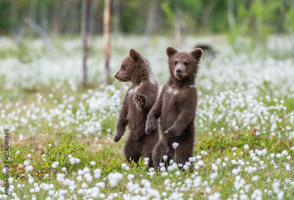 Obraz premium Brown bear cubs playing on the field among white flowers. Bear Cubs stands on its hind legs. Summer season. Scientific name: Ursus arctos.