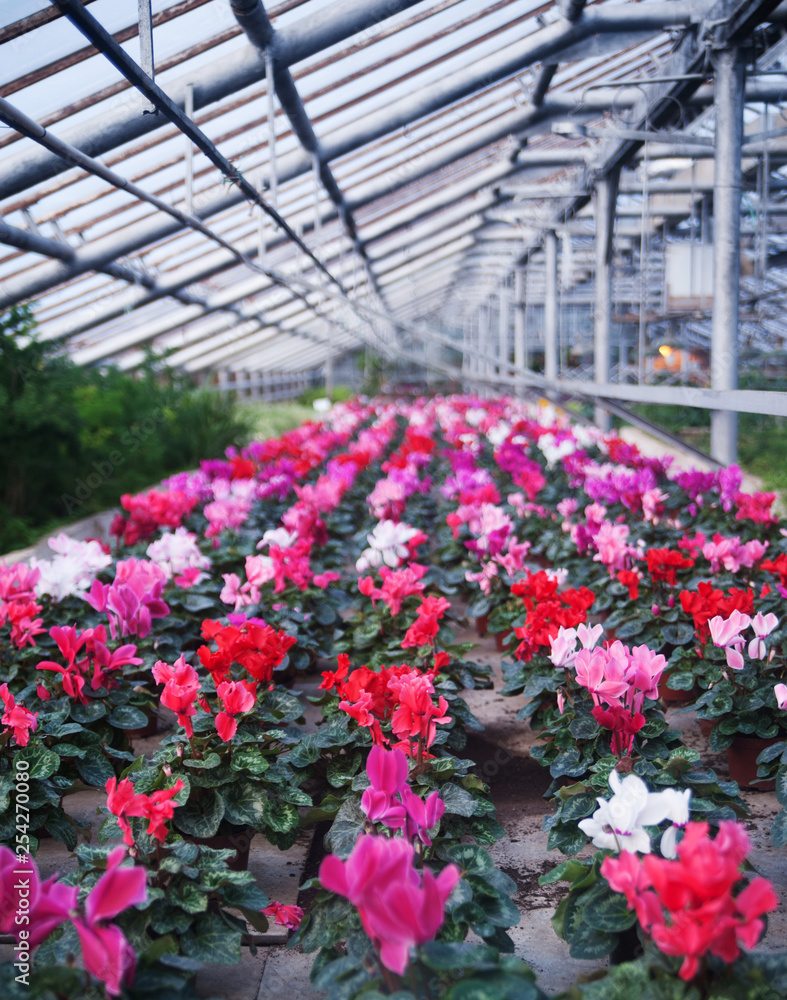A Beautiful greenhouse with flowers.