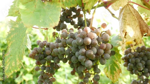 grapes on the vine