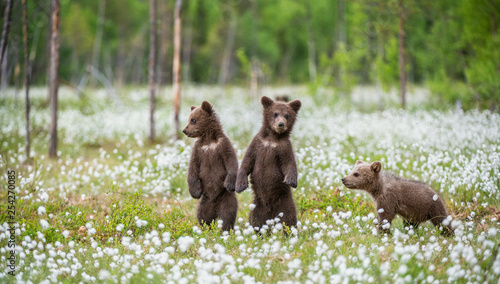 Brown bear cubs playing on the field among white flowers. Bear Cubs stands on its hind legs. Summer season. Scientific name: Ursus arctos.