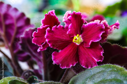 Violet Saintpaulias flowers commonly known as African violets Parma violets close up isolated colored bokeh background.