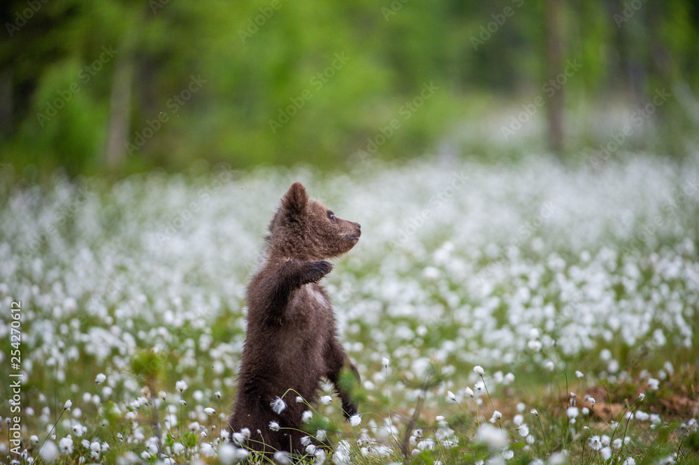 Fototapeta premium Brown bear cub playing on the field among white flowers. Bear Cub stands on its hind legs. Scientific name: Ursus arctos.