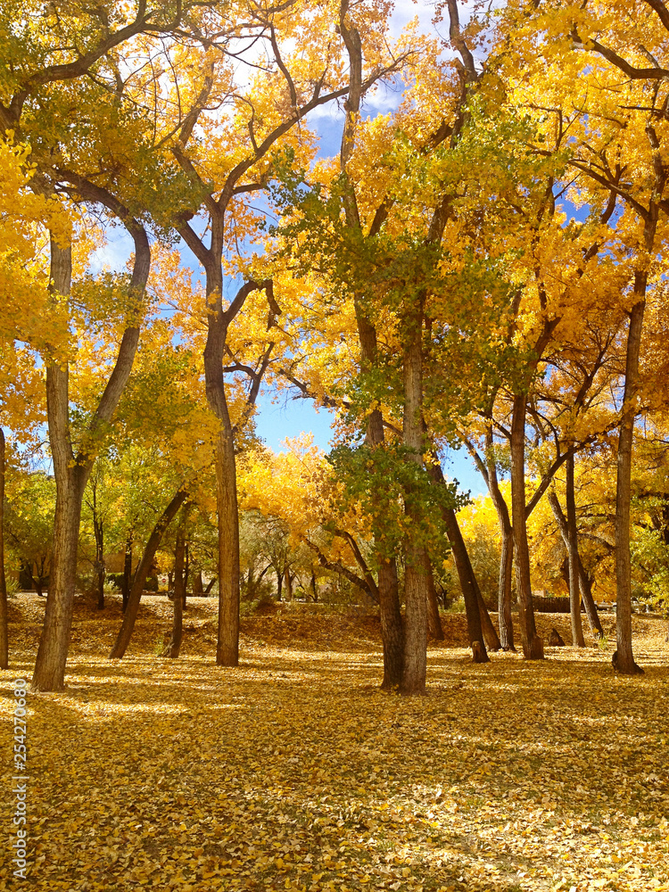 Fall Trees in Abiquiu, New Mexico