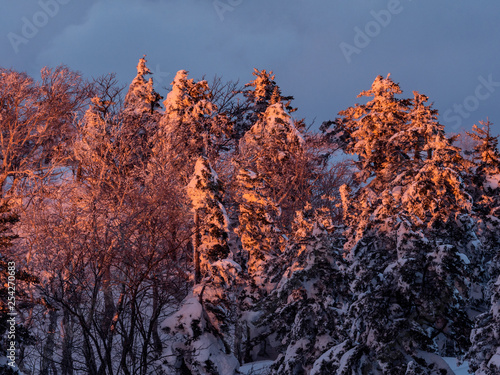 冬の夕焼けの森