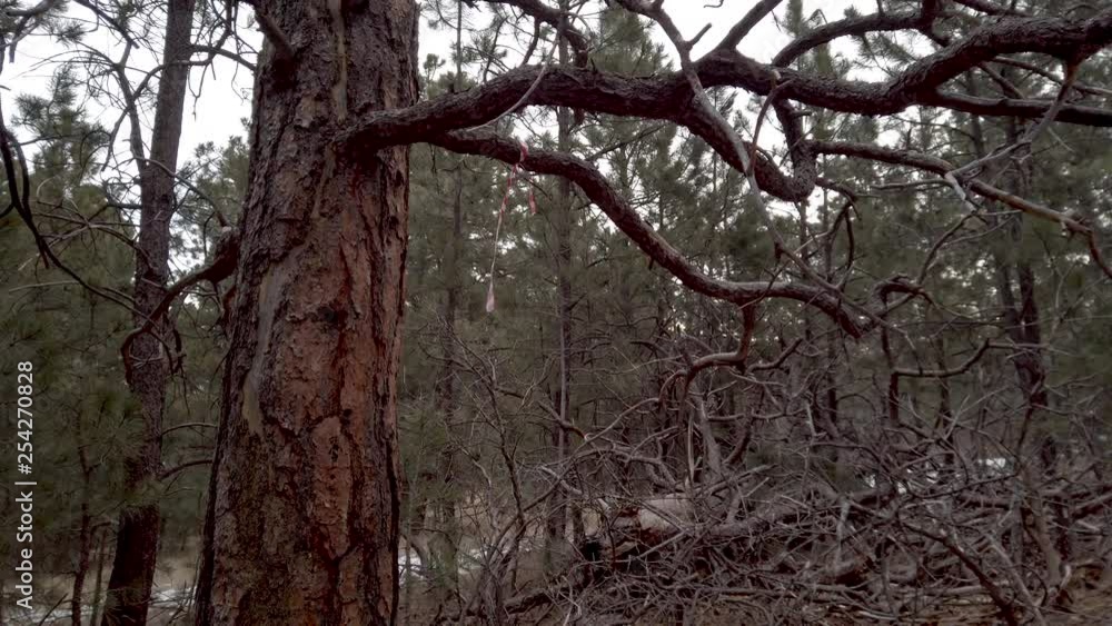 A red and white ribbon tied to a ponderosa pine in Ute Valley Park, Colorado Springs, Colorado A red and white ribbon tied to a ponderosa pine in Ute Valley Park, Colorado Springs, Colorado
